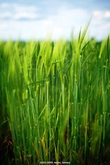 _MG_9414n1s_web