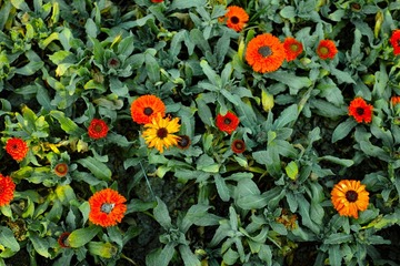 SDIM0145