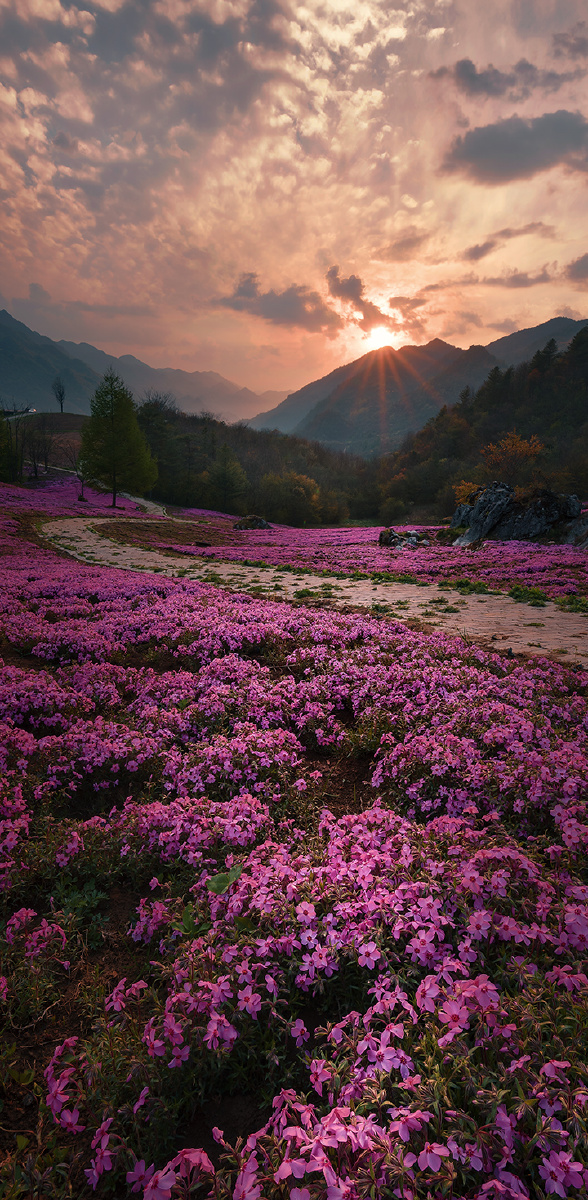 巫溪云中花海绣球花