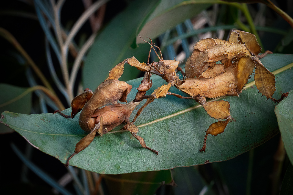 叶问3决赛中的枯叶虫