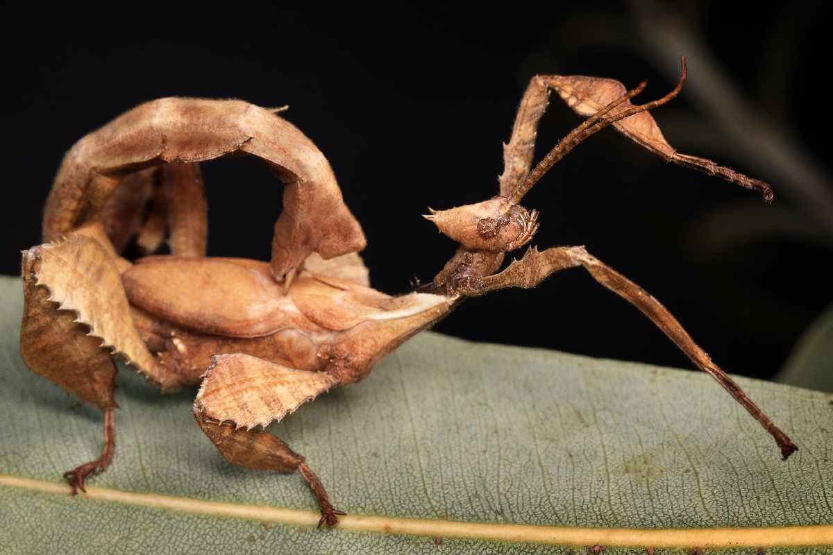 枯叶虫可长到比手掌还大,性情温和,食物树叶为主.