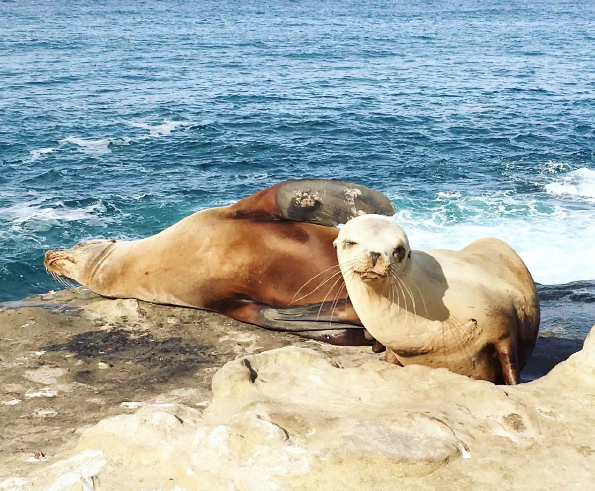 在西海岸晒太阳的的海豹07