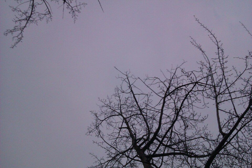 树枝伸向天空<br />
偶尔拍的