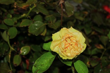E758F880-7421-42C0-8F83-272AC741DB51/L0/001