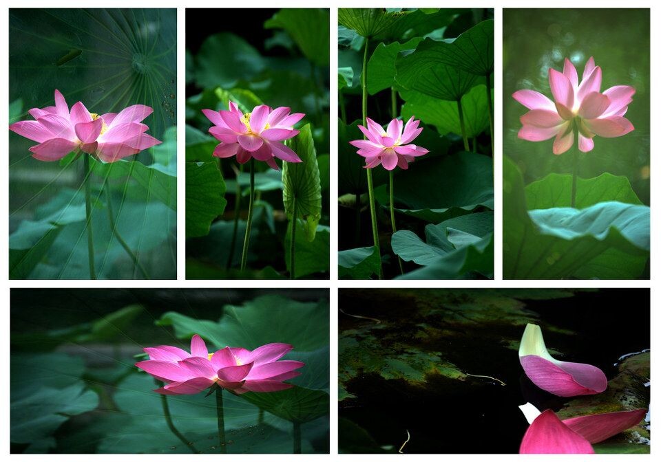 荷花<br />
