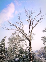IMG_20130320_094218.jpg