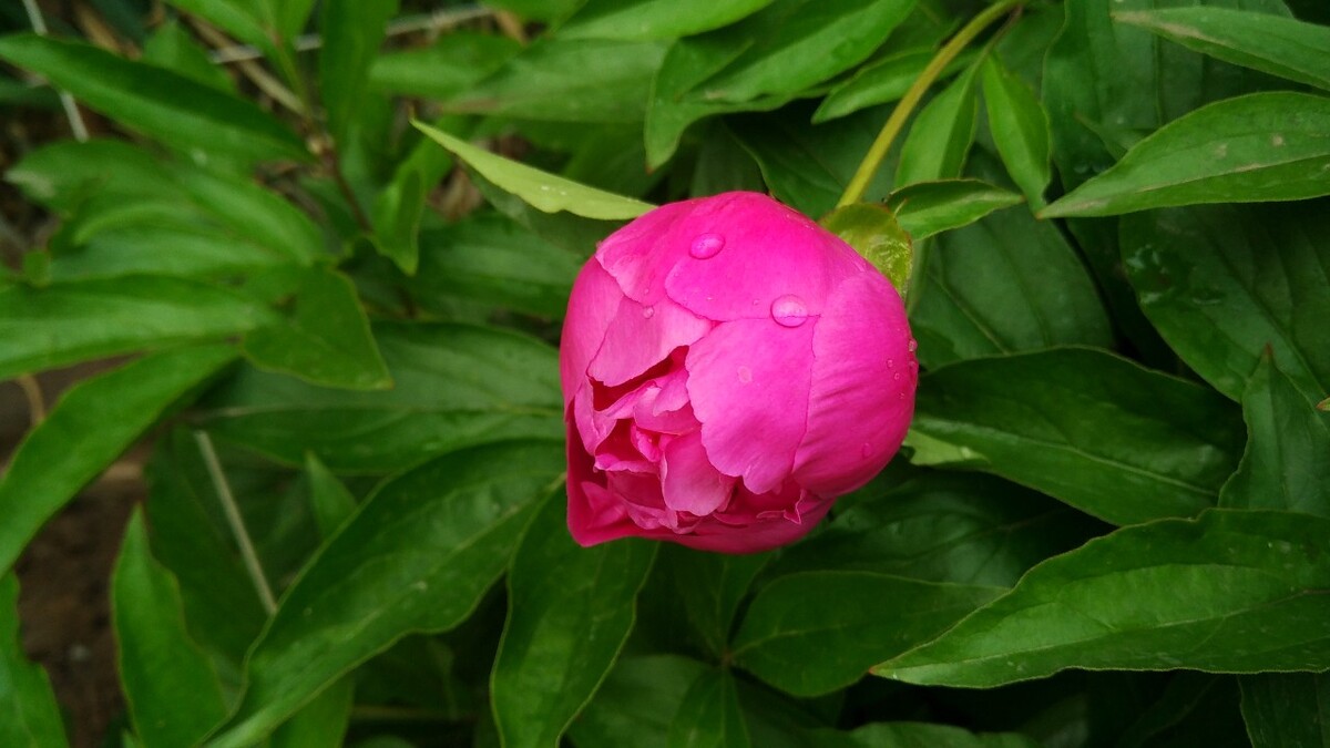 芍药，一点红