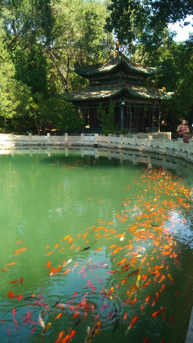 锦鲤