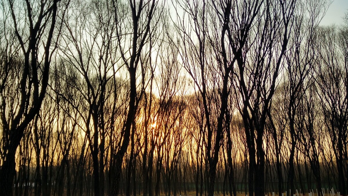 丛林夕阳