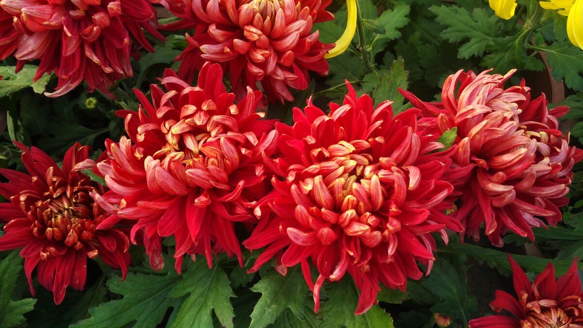 菊花开罢百花杀