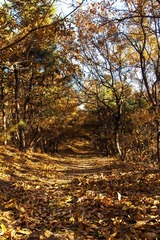 IMG_8259up.jpg