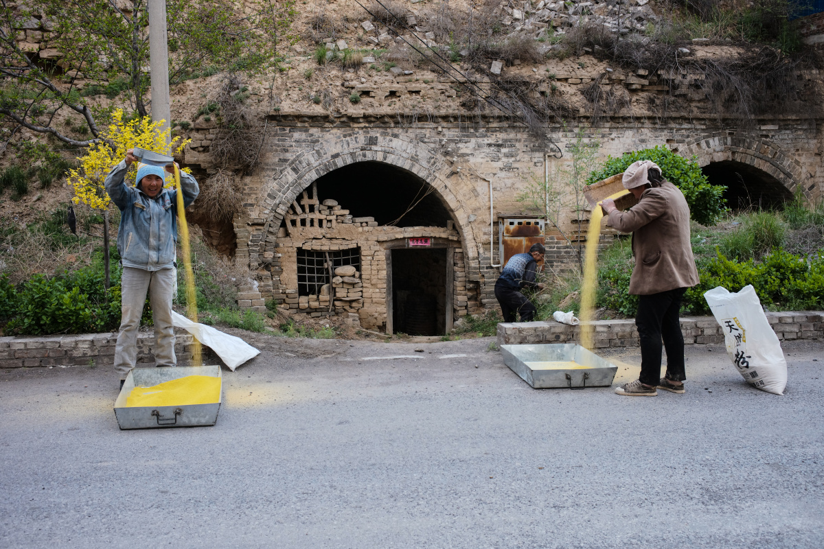 山西吕梁柳林路边清理小米的村民