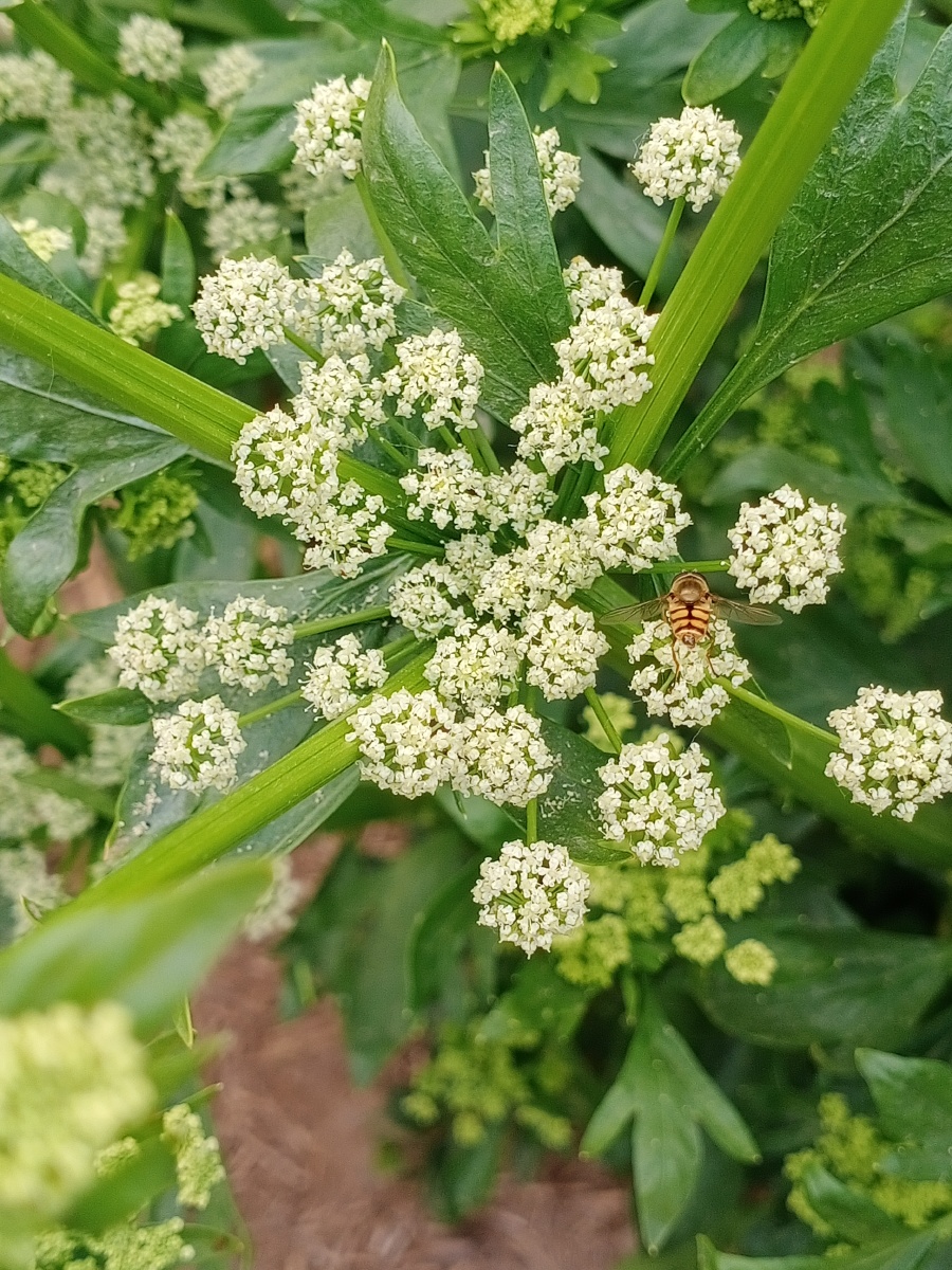 自家地里种的芹菜种开花了