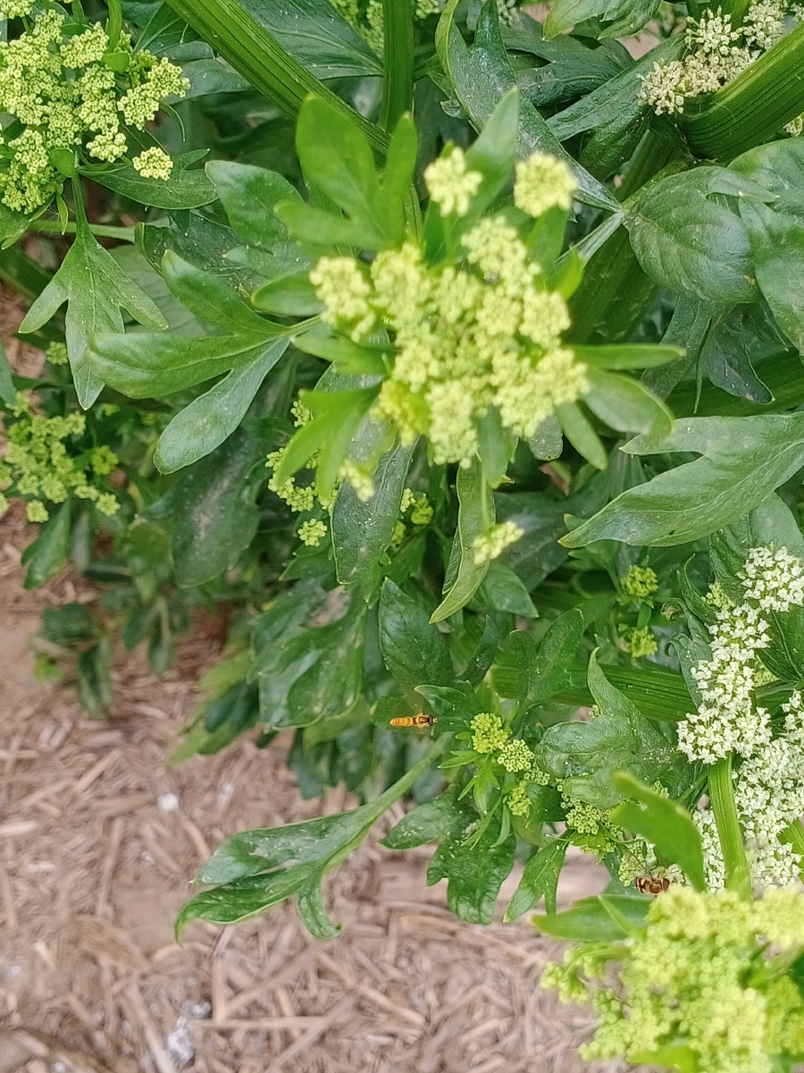 自家地里种的芹菜种开花了