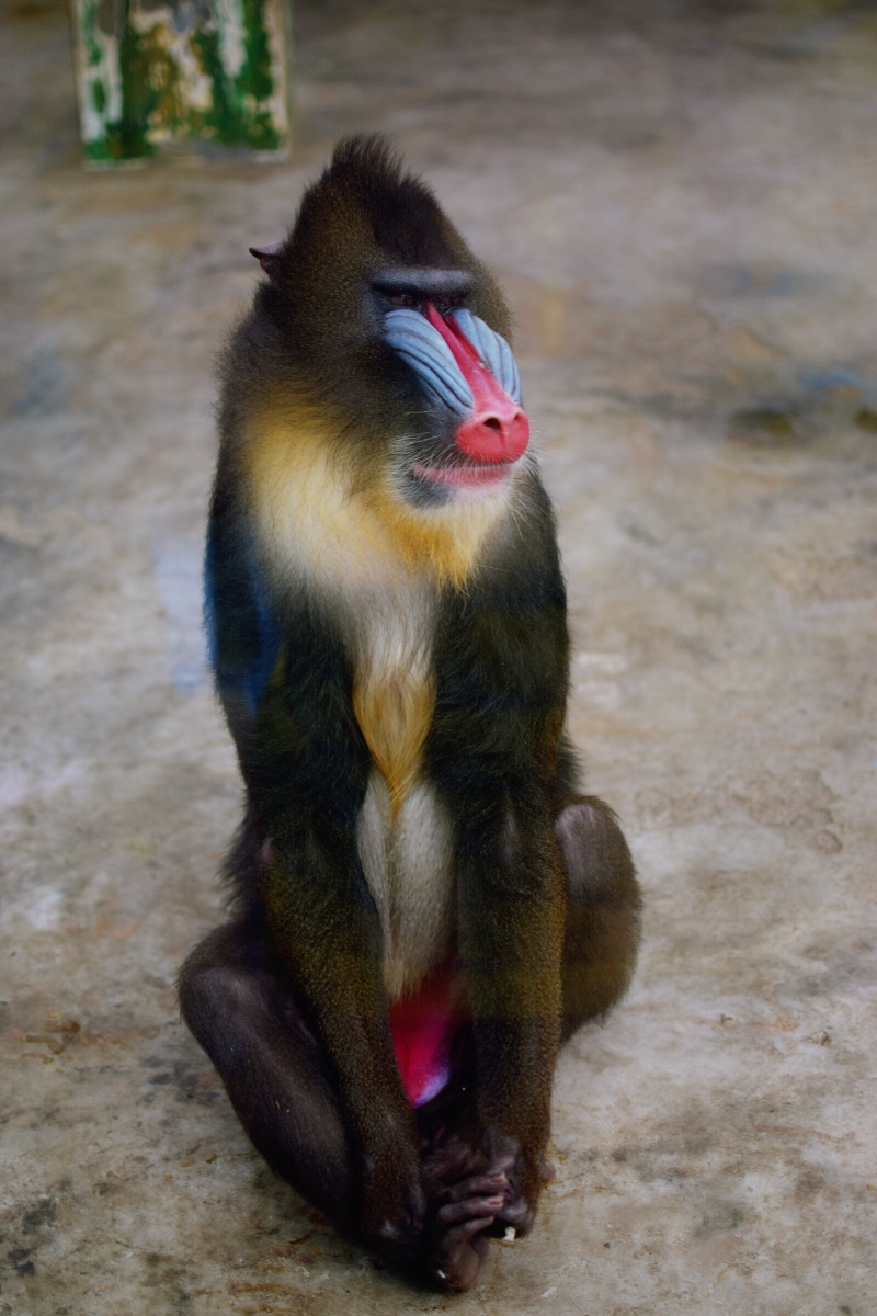 京剧脸谱 逆光 山魈
