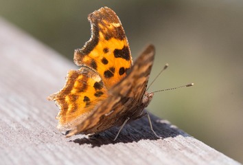 1450490
