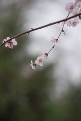 A2F82E4F-9338-46C7-A0E4-EE12A2D13457/L0/001