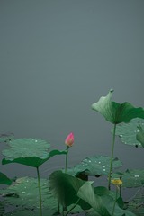 4C1B5425-DCEF-4D18-8325-61DC8349BAF5/L0/001
