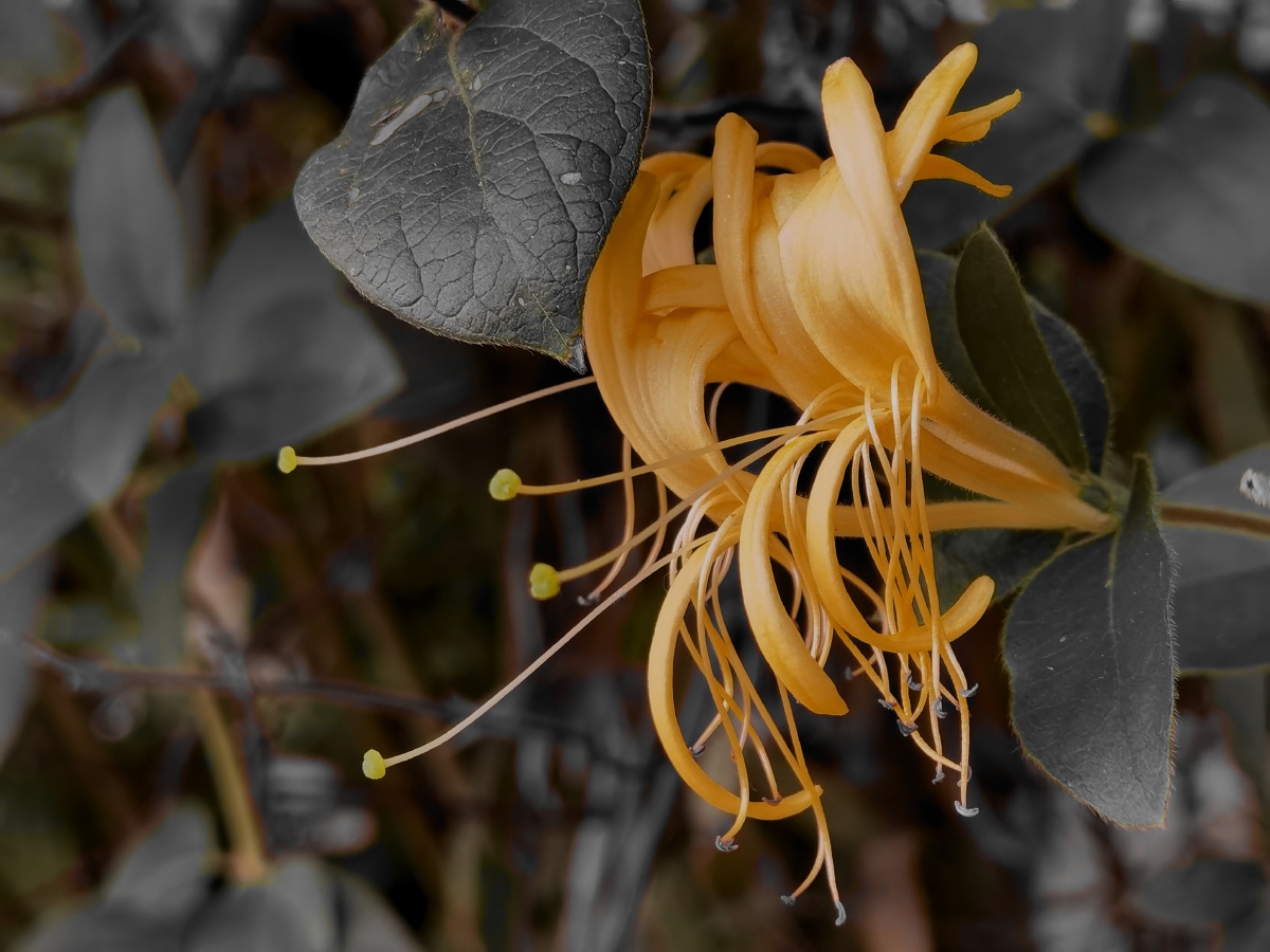 植物手机花秋季颜色季节特写花园黄金黄#金银花忍冬还没有人打赏,快来