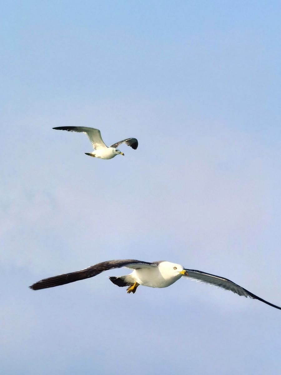 碧海蓝天间自由翱翔的海鸥
