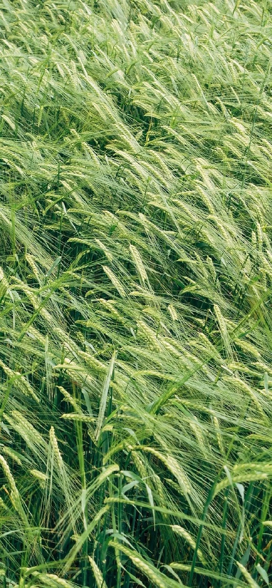 麦子- 高清静态壁纸护眼 - 图虫