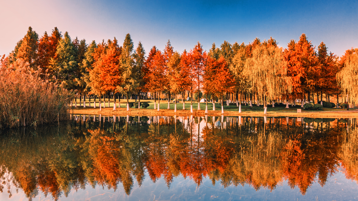 青奥森林公园水岸杉林南京