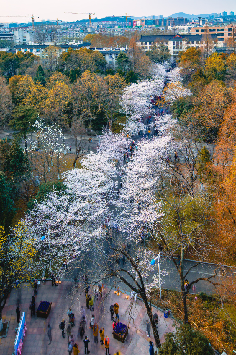 校园南京林业大学
