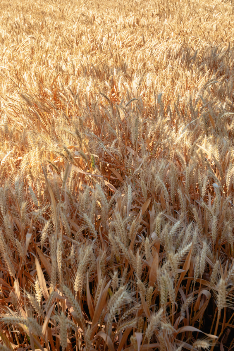 金黄的麦穗安徽涡阳