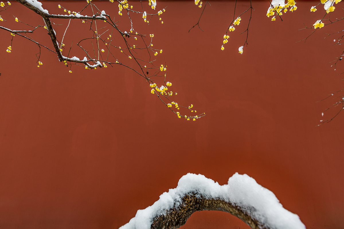 红墙梅影雪景图 - 树影m马洪伟 - 图虫