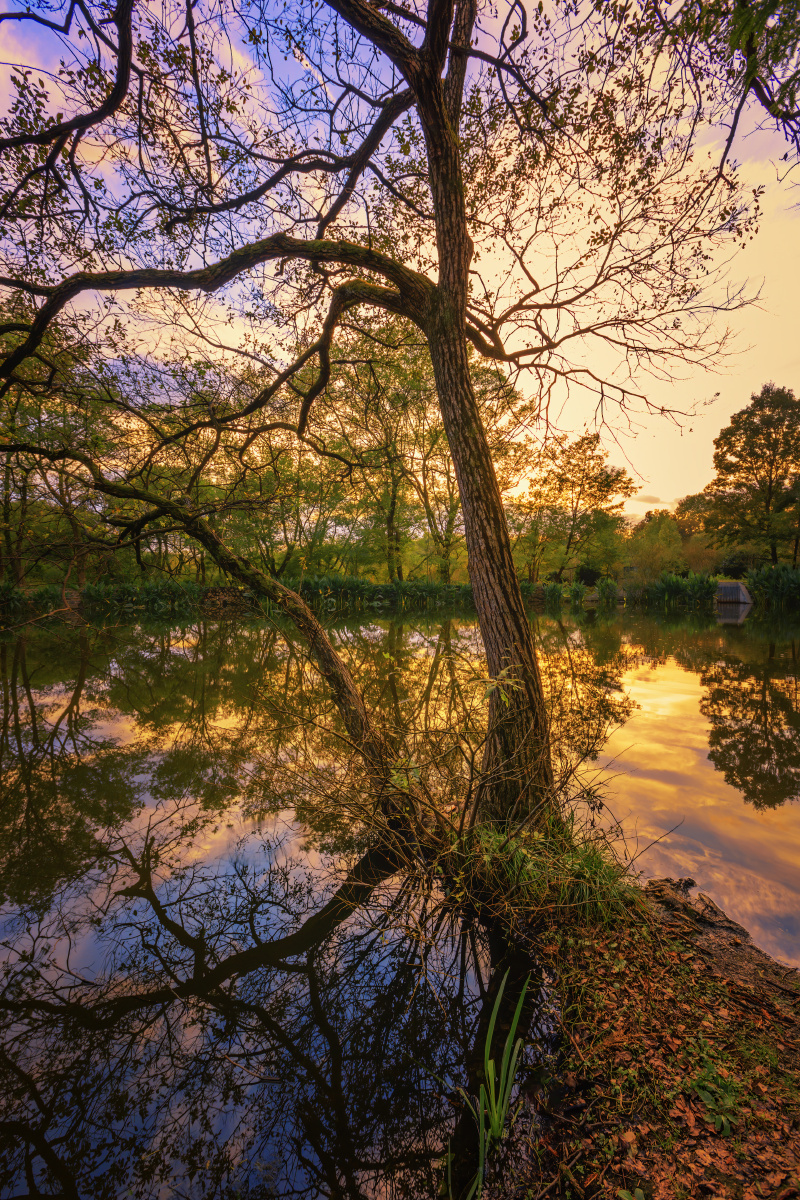 傍晚时分的树林中山陵园风景区南京