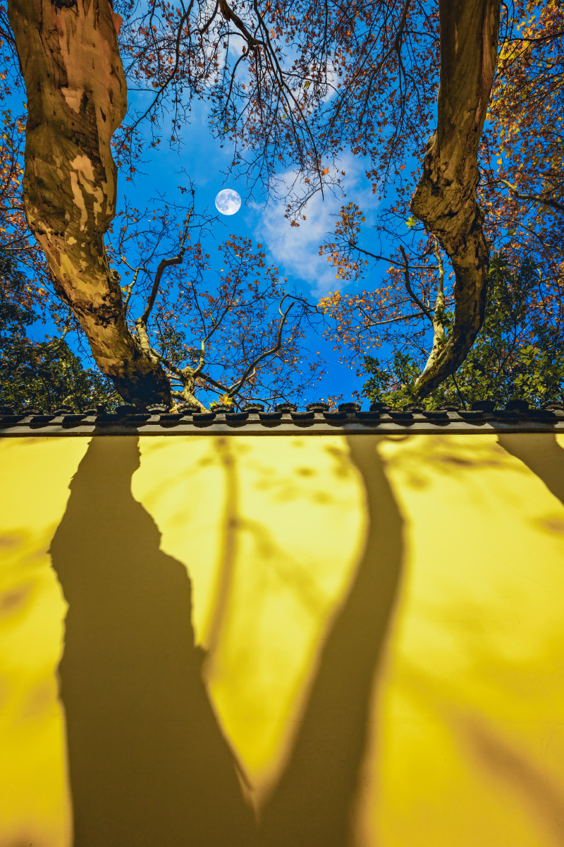 街边的梧桐树和其投在墙上的影子 总统府围墙(南京) - 树影m马洪伟