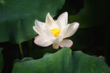 夏日荷影和白莲花+九龙湖（南京）