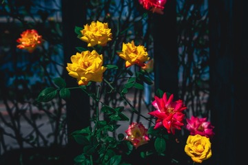 四月阳光光影中的蔷薇花+南京