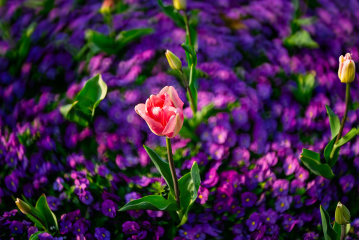 春日梦幻郁金香+南京