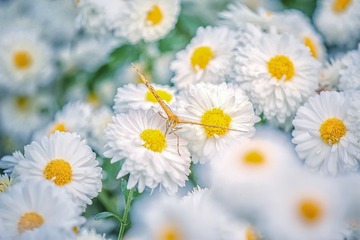 雏菊+南京