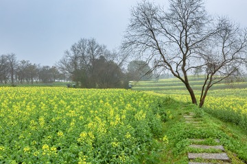 慢城高淳的油菜花+南京（高淳）