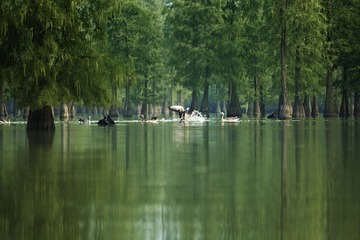水中嬉闹的水禽+池杉湖湿地公园（安徽滁州）