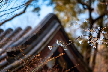 樱花和古建筑+朝天宫（南京）