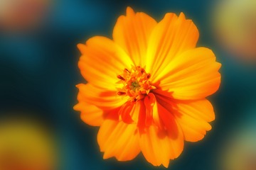 阳光下的花朵+南京