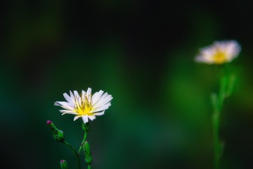 花语6+南京