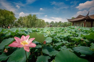 莫愁湖荷韵
