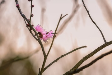 冬日梅花+梅花山（南京）