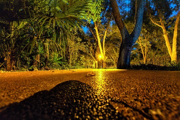 夜色+中山陵园风景区（南京）