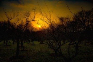 夕照梅花山