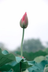 亭亭玉立+玄武湖荷花（南京）