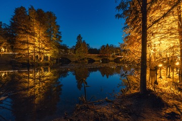 夜色+燕雀湖水杉林（南京）