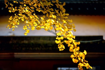 秋色2+栖霞寺（南京）