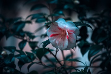 山茶花3+南京