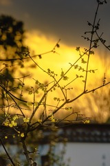 为有暗香来2+梅花山（南京）
