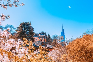 樱花时节的鸡鸣寺和紫峰大厦2+南京